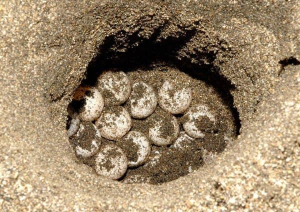 鴨川シーワールドで保護されたアカウミガメの卵