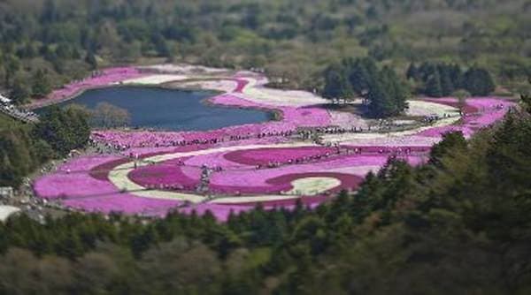 約80万株の芝桜が咲き誇る