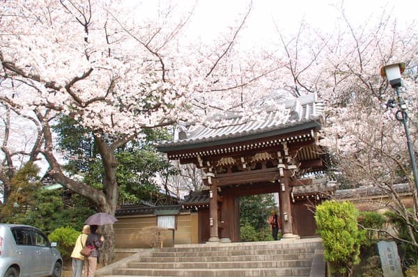 法明寺の桜並木