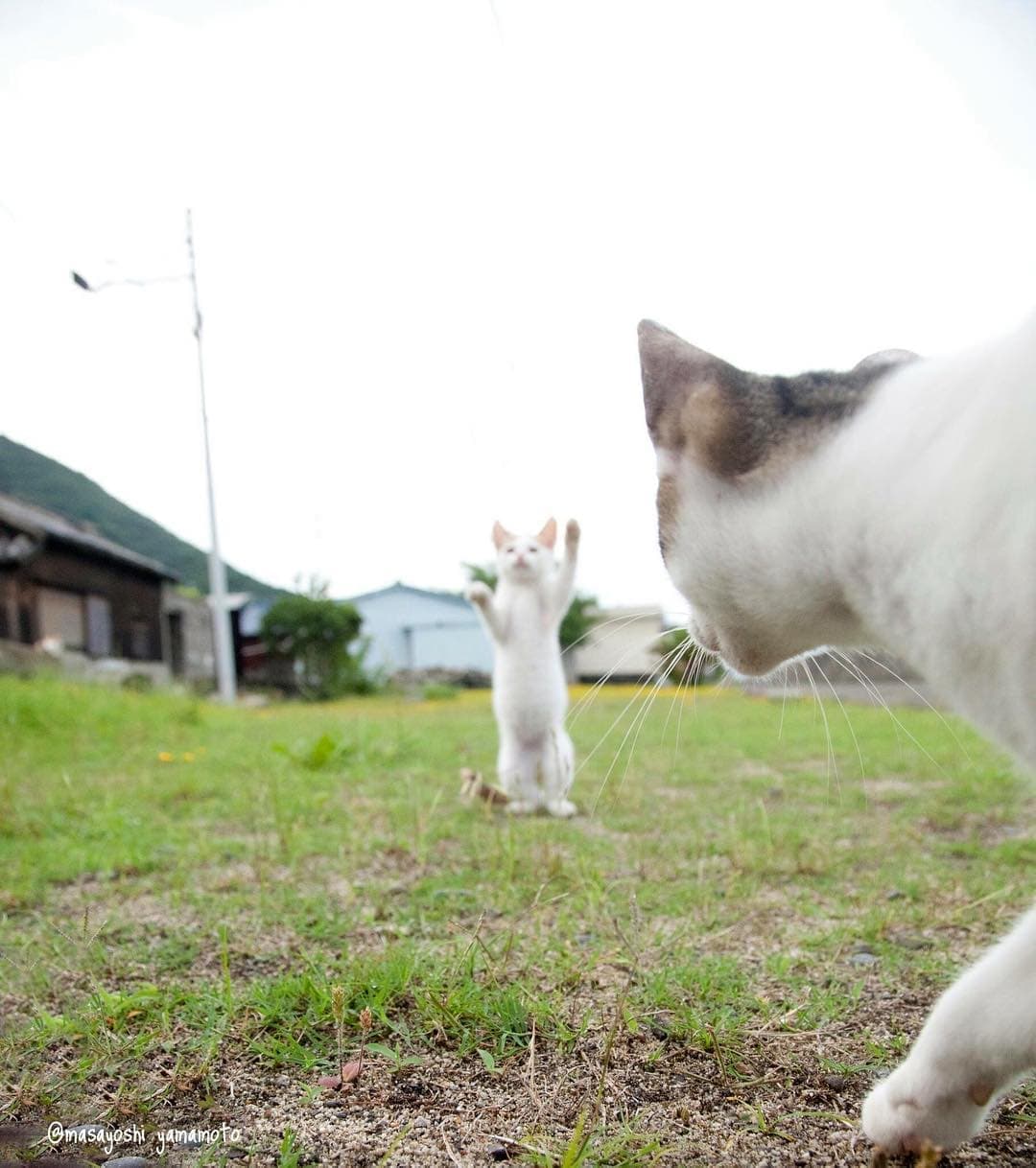 ネコ写真家山本正義さんによる『立ち猫』出版記念パーティ、3月21日開催