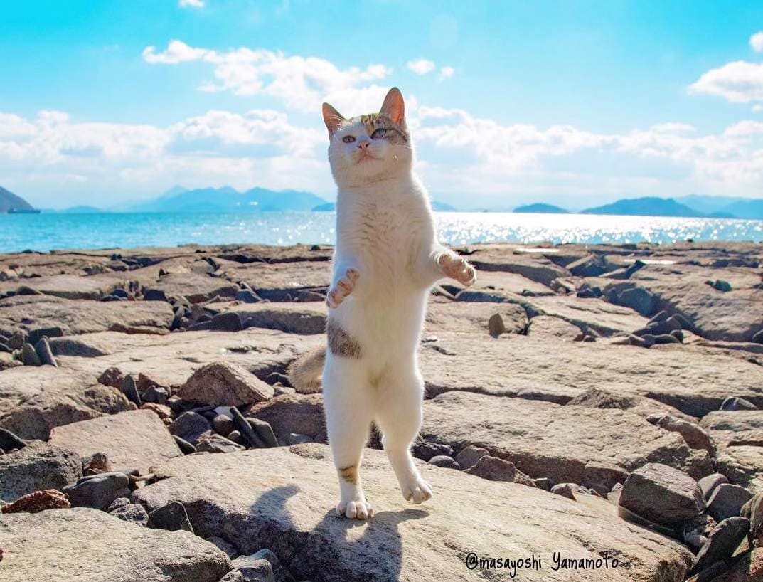 立ち猫、友達を呼ぶ―ネコ写真家6人による写真展「ニャン都物語」