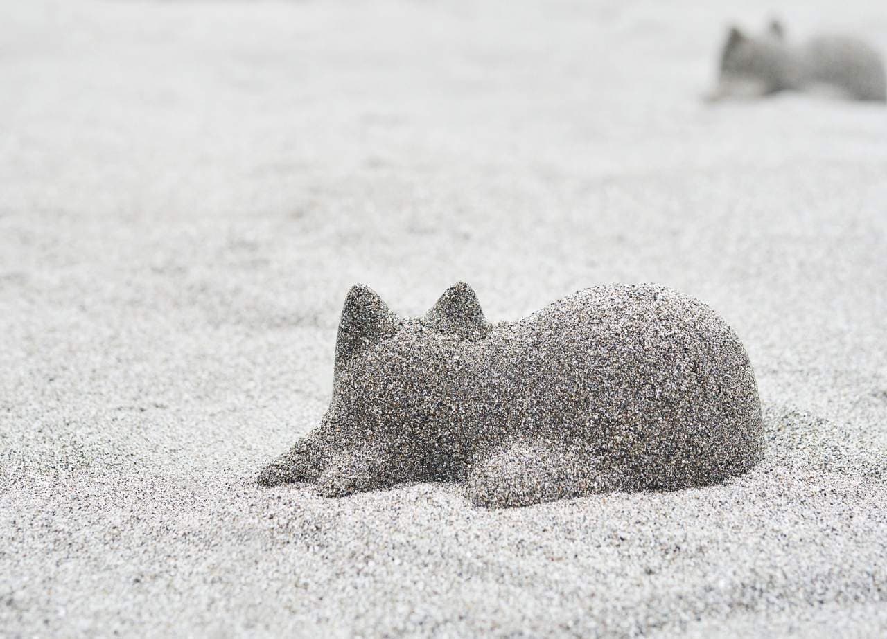 砂浜をネコまみれにしたい―「ネコカップ」