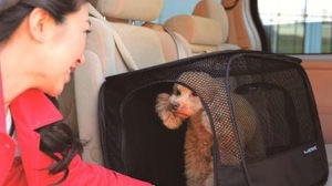 愛犬との楽しいドライブに、ペット用車載ケージ「ペットラベル」発売