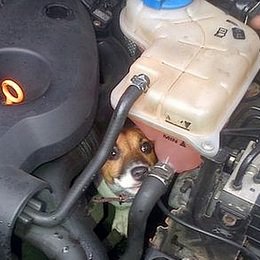 あわやホットドッグ！ ― 自動車のエンジンルームに迷い込んだ子犬が救出される