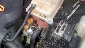 あわやホットドッグ！ ― 自動車のエンジンルームに迷い込んだ子犬が救出される
