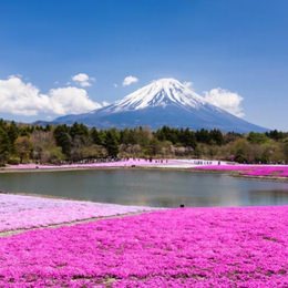 世界遺産・富士山の春の絶景スポット「富士芝桜まつり」4月19日開幕―川崎・千葉発の JR 直通電車を新設し、アクセスが充実