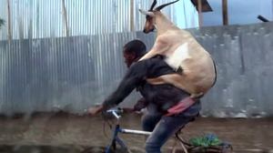 自転車で生きたヤギを運ぶ男が話題に　―　その正体は「ヤギの宅配便」？
