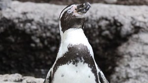 立ったまま眠るペンギン、見たくない？ ― 夜の水族館を巡る「ナイトアドベンチャー」