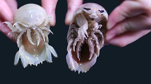 世界初？白い「オオグソクムシ」を捕獲 ― ヨコハマおもしろ水族館で6月28日公開