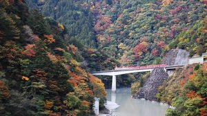 紅葉に染まる大井川鐵道--12月中旬まで色づく