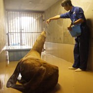 千葉で保護されたトド、11月10日夕刻から餌を食べ始める