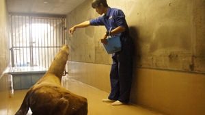 千葉で保護されたトド、11月10日夕刻から餌を食べ始める