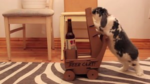 カートを押してビールを運ぶウサギ【海外で話題の動画】