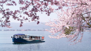 湖上から「桜回廊」を見よう --琵琶湖・梅津大崎のお花見船が運航