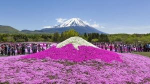 「2015富士芝桜まつり」、いよいよ4月18日スタート！