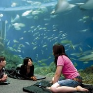 水族館でまったり朝まで ― 鴨川シーワールドの女子会プラン「レディースナイトステイ」、本日（3月20日）受付開始 