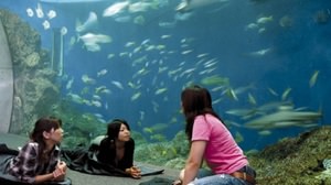 水族館でまったり朝まで ― 鴨川シーワールドの女子会プラン「レディースナイトステイ」、本日（3月20日）受付開始 