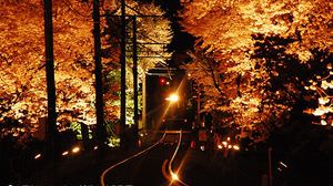 京の夜に花映える -- 嵐電「桜のトンネル」がライトアップ、夜桜電車が運行