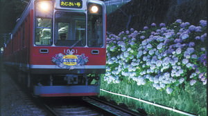 闇にうかぶ紫の花-- 箱根登山電車「夜のあじさい号」運行、沿線をライトアップ