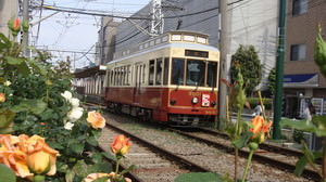 バラ咲き誇る初夏の路面電車--「都電バラ号」今年も運行