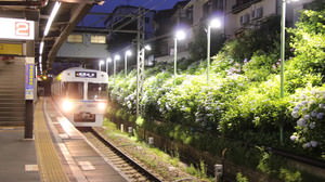 ホームから見る花の饗宴 -- 井の頭線「東松原駅」のアジサイ、今年もライトアップ