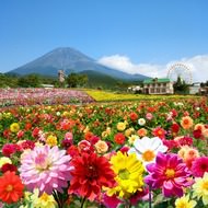 富士山を彩る2万株のダリアと18万本のコスモス「富士山の裾野 天空のダリア祭り 2015」、本日（7月18日）開幕！ 