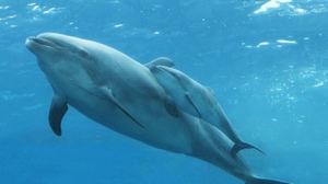 【速報】バンドウイルカの赤ちゃんが「横浜・八景島シーパラダイス」の水族館で生まれました