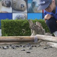 94匹の子ガメが、海へと旅立ちました―鴨川シーワールドで保護されていたアカウミガメの卵がふ化