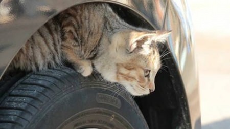 タイヤの隙間にネコがいるかも！ エンジンルームには犬がいるかも？？－日産が「＃猫バンバン プロジェクト」特設サイトをオープン