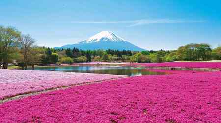 今年のグルメイベントは「富士山麺めぐり」―「2019富士芝桜まつり」4月13日スタート