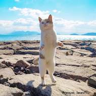 立ち猫、友を呼ぶ ― ネコ写真家6人による合同写真展「ニャン都物語」