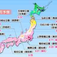 関東は今週 満開へ ― ウェザーニューズが「第七回桜開花予想」を発表