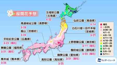 関東は今週 満開へ ― ウェザーニューズが「第七回桜開花予想」を発表