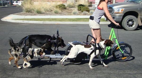 こちらは3頭立ての「Recreational Dogpowered Scooter」