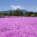 6種類の芝桜の絨毯と、世界遺産・富士山との競演